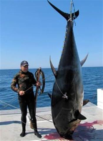 holy sh#t thats one big tuna